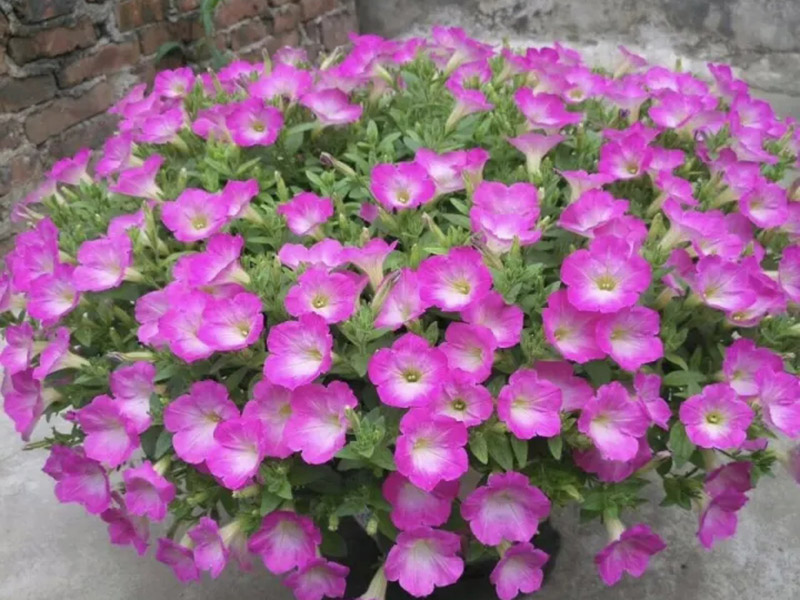 矮牵牛的花期大概是什么时候？