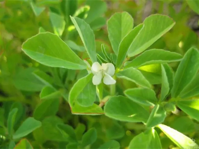 夏季绿肥 葫芦巴