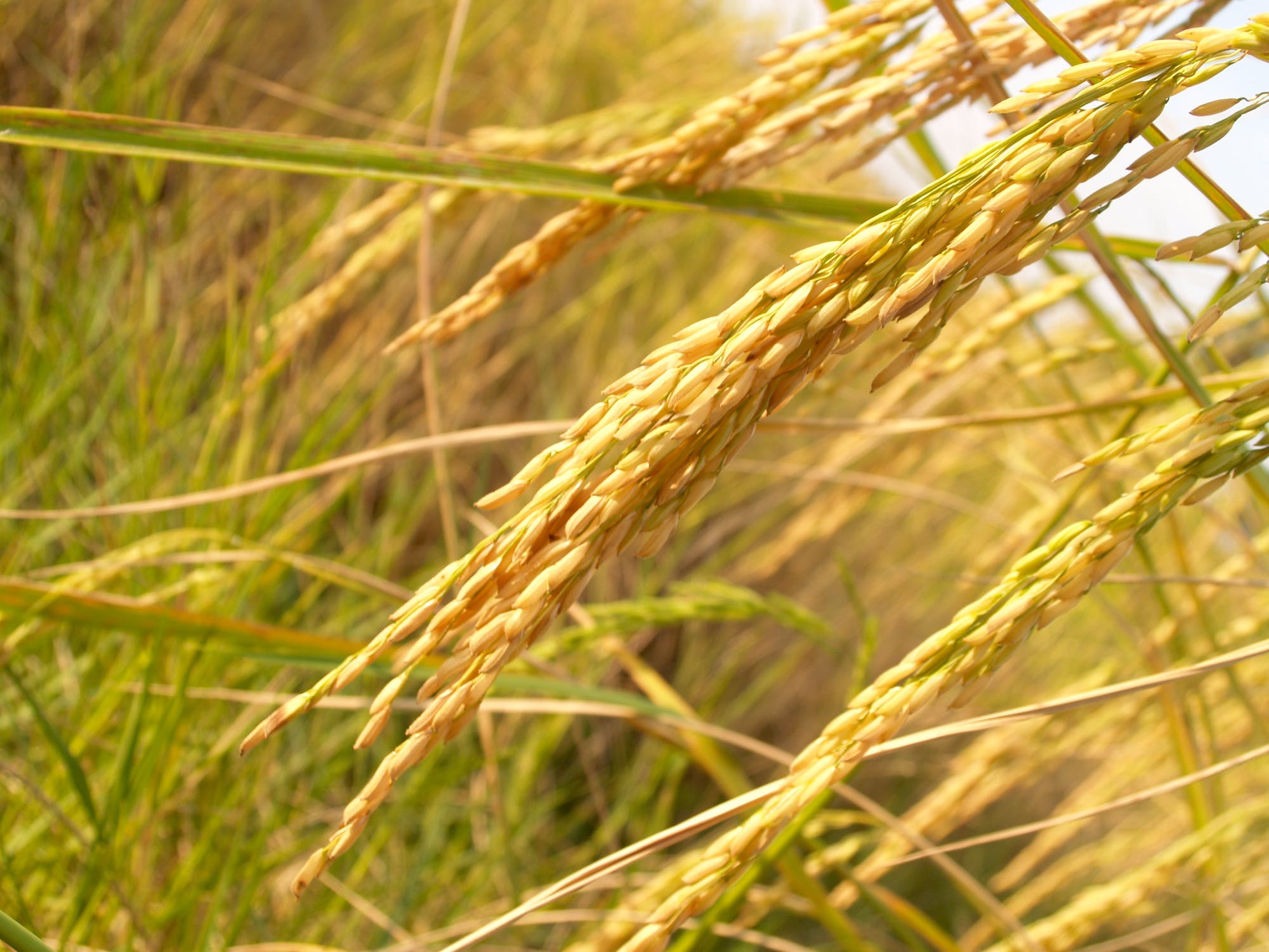 agriculture-asia-autumn-botany-162992