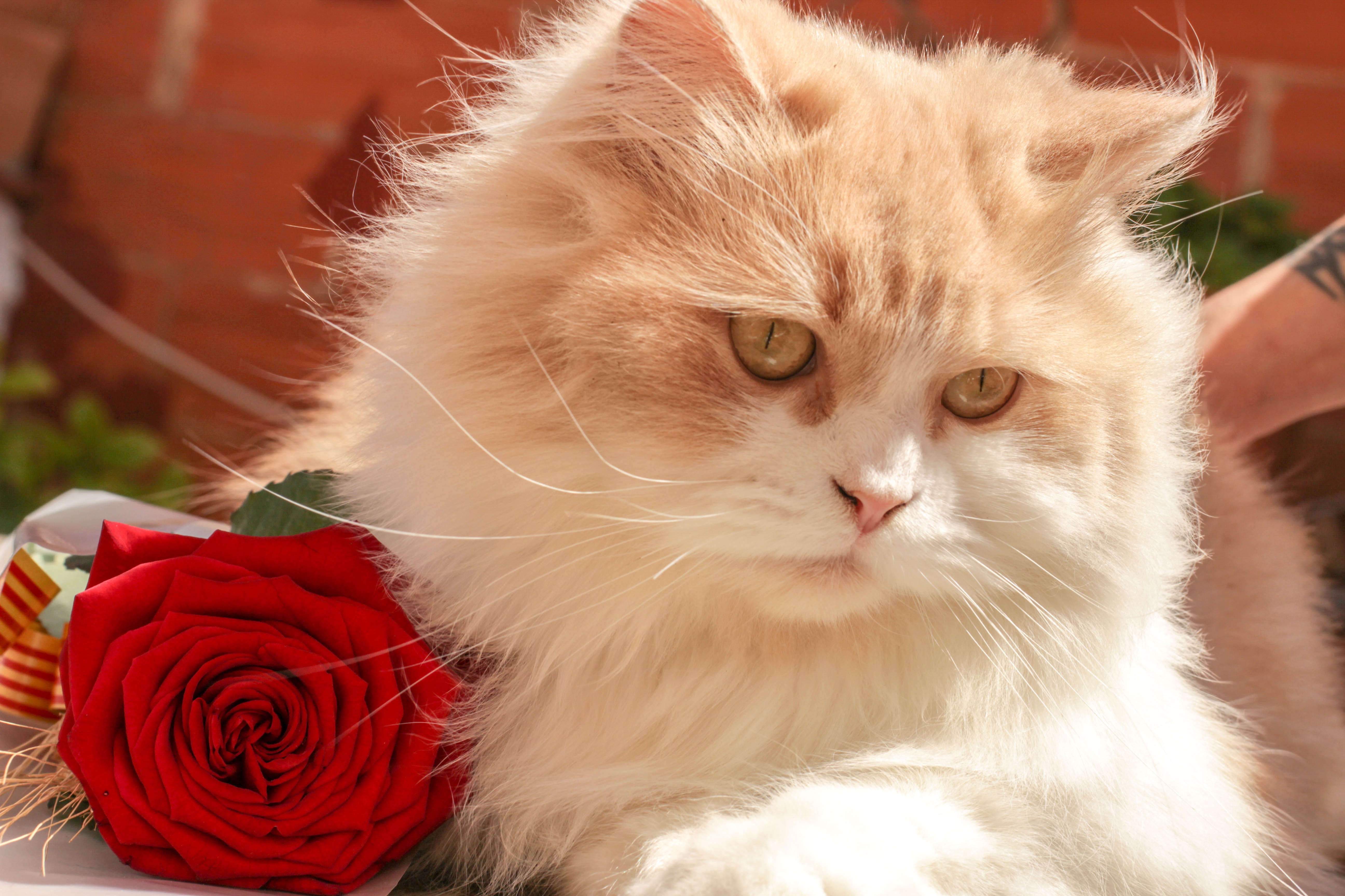 animal-cat-close-up-86243
